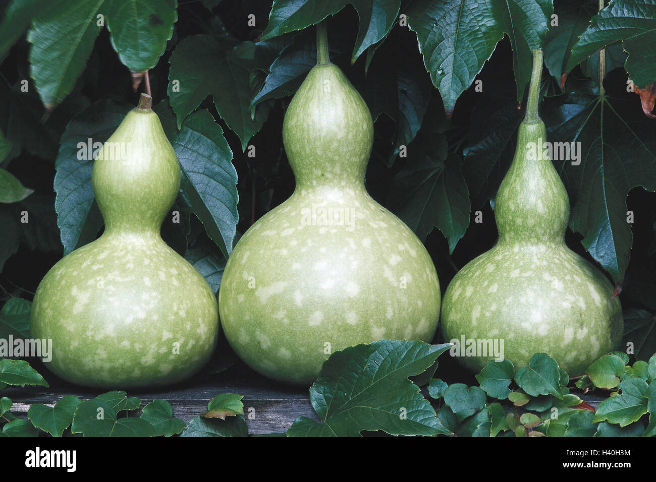 Giardino, calabash zucche, pianta, pianta coltivata, pianta rampicante, impianto di zucca, viticci, zucche, Cucurbita, zucche, Lagenaria vulgaris, Lagenaria siceraria, frutta Foto Stock