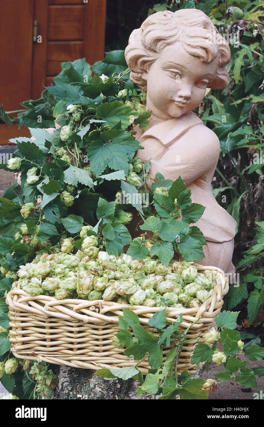 Giardino figura coperta, persona comune, il luppolo Humulus lupulus, cesto frutta natura plug, botanica, Giardino, piante, arbusti, arrampicata arbusto, scalatore, piante ornamentali, piante di canapa, Cannabaceae, hop umbels, umbels, tappi, salto, Hopf, Hoppen, infiorescenze, ho Foto Stock