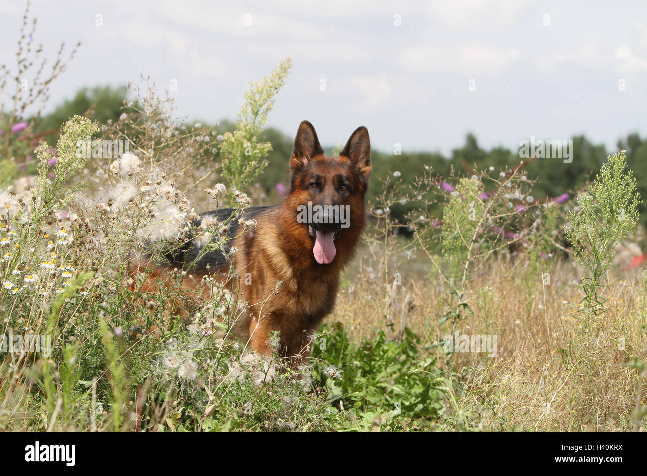 Cane pastore tedesco cane / Deutscher Schäferhund adulto ritratto naturale della natura Foto Stock