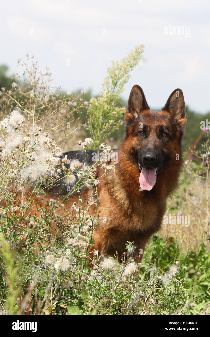 Cane pastore tedesco cane / Deutscher Schäferhund adulto ritratto naturale della natura Foto Stock
