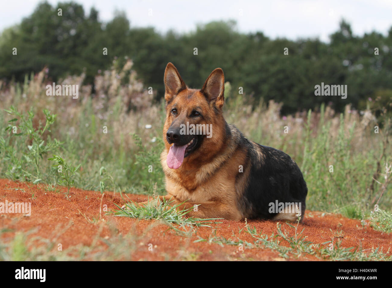 Cane pastore tedesco cane / Deutscher Schäferhund adulto giacente naturale della natura Foto Stock