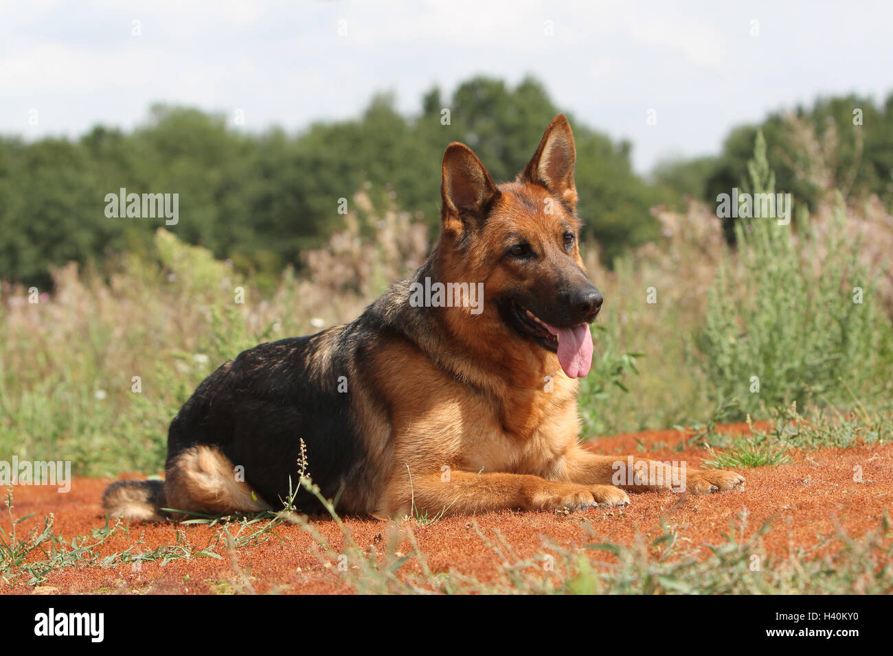 Cane pastore tedesco cane / Deutscher Schäferhund adulto giacente naturale della natura Foto Stock