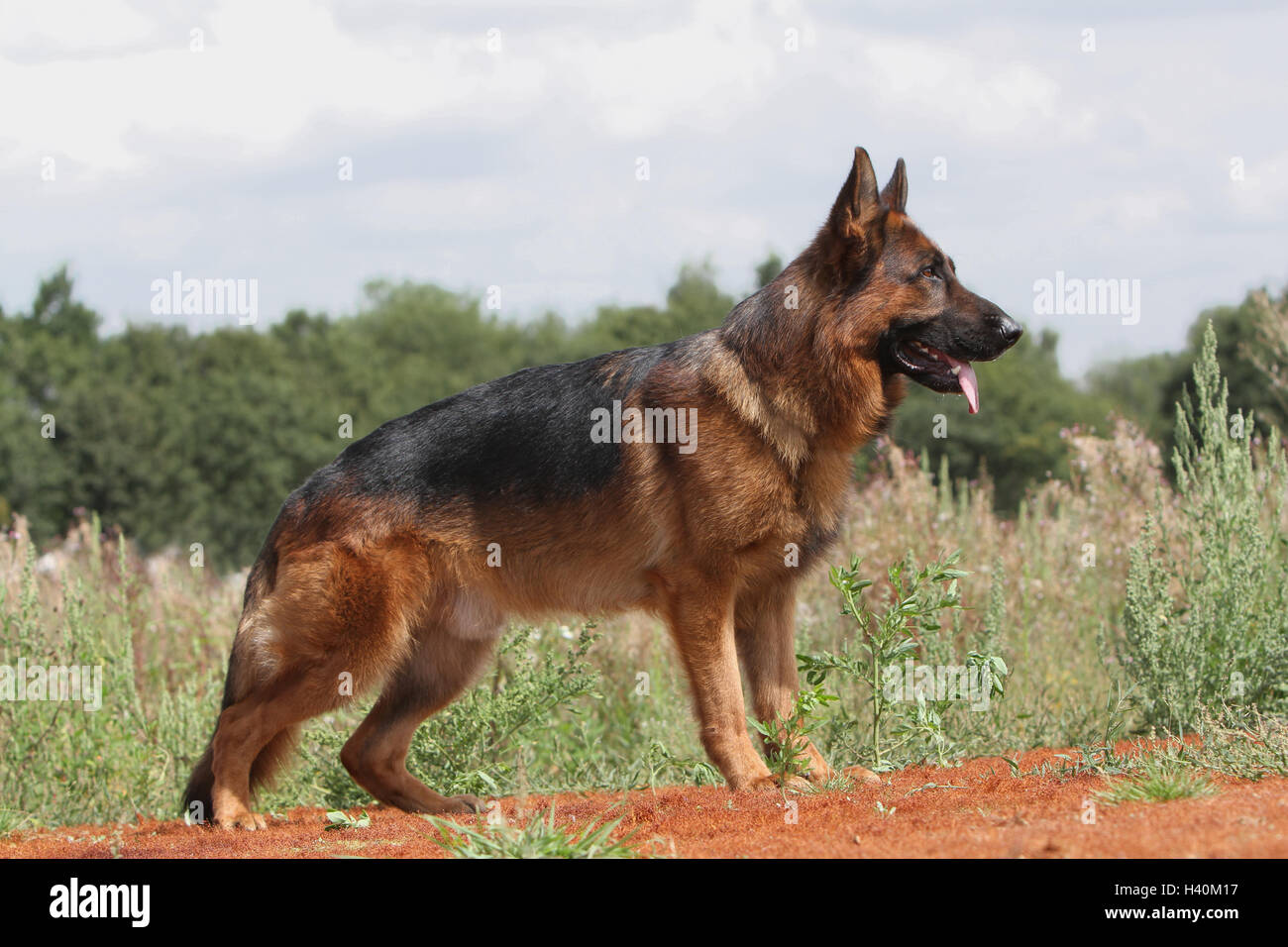 Cane pastore tedesco cane / Deutscher Schäferhund standard per adulti profilo naturale della natura Foto Stock