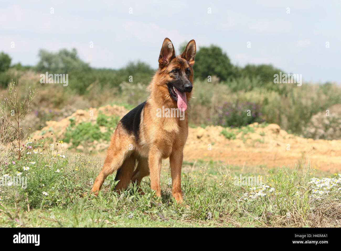 Cane pastore tedesco cane / Deutscher Schäferhund adulto in piedi in un prato fiore fioritura naturale della natura Foto Stock