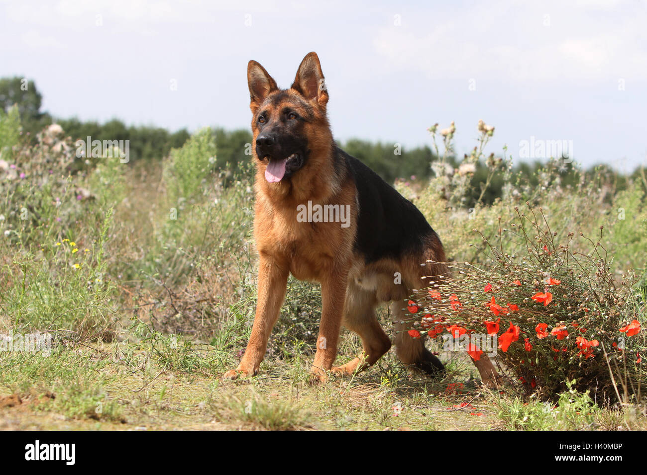 Cane pastore tedesco cane / Deutscher Schäferhund adulto seduto in un campo di papavero rosso papavero fiore fiori Foto Stock