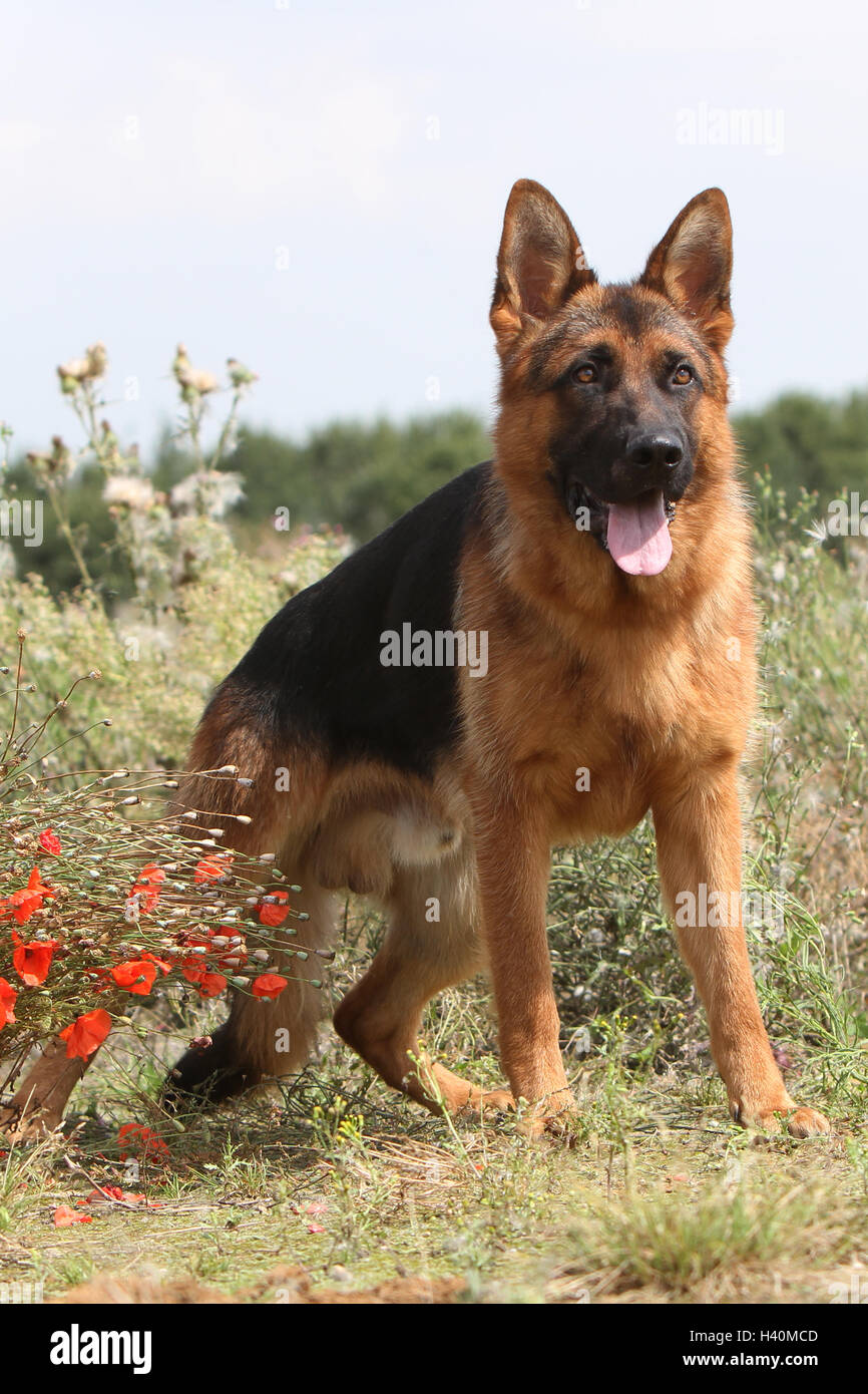 Cane pastore tedesco cane / Deutscher Schäferhund adulto seduto in un campo di papavero rosso papavero fiore fiori Foto Stock