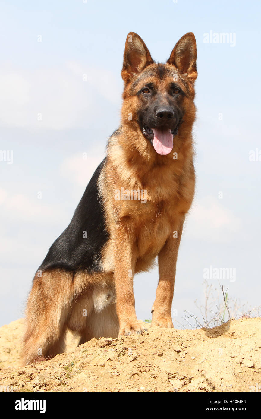Cane pastore tedesco cane / Deutscher Schäferhund adulto in piedi su un mucchio di sporcizia messa a terra motivi Foto Stock