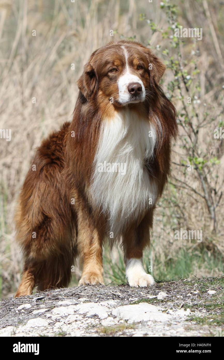Cane pastore australiano / Aussie adulto ( rosso ) "berger Australien' carattere permanente naturale Foto Stock