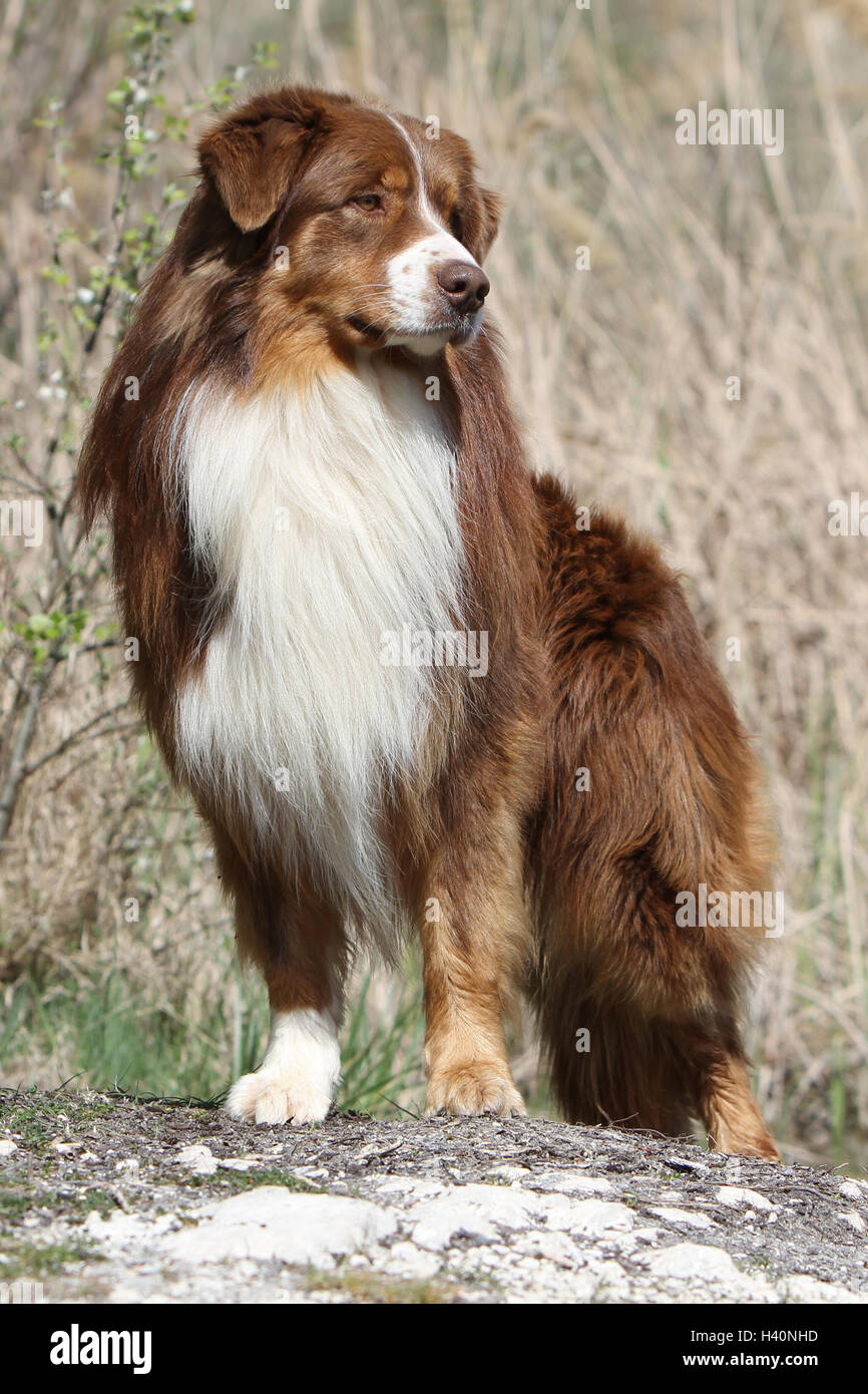 Cane pastore australiano / Aussie adulto ( rosso ) "berger Australien' carattere permanente naturale Foto Stock