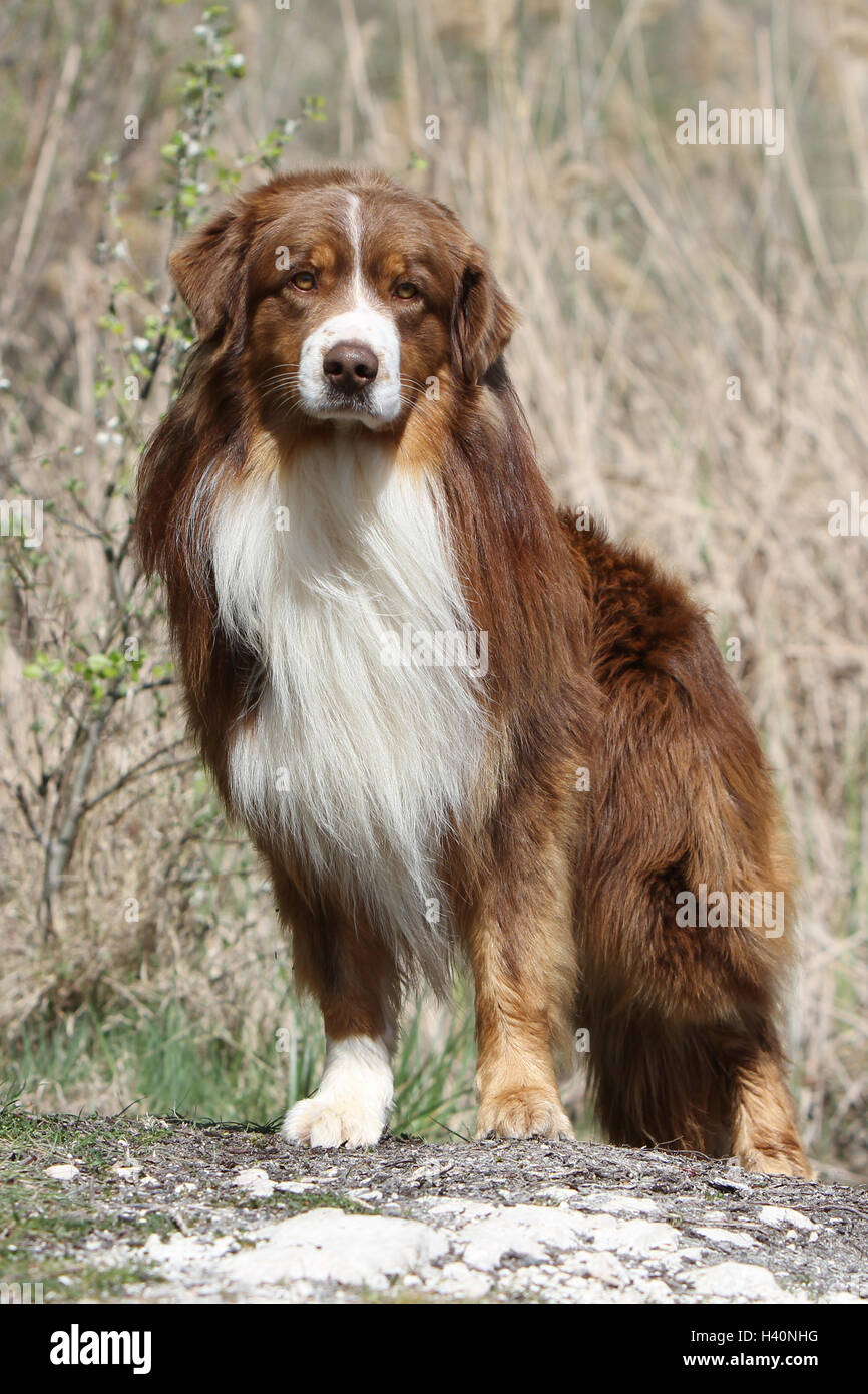 Cane pastore australiano / Aussie adulto ( rosso ) "berger Australien' carattere permanente naturale Foto Stock
