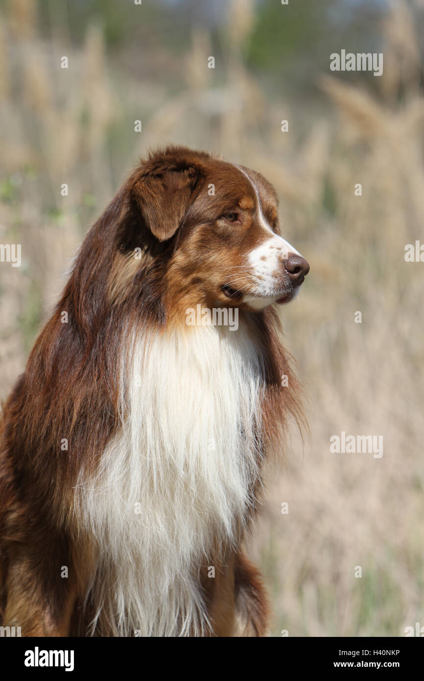 Cane pastore australiano / Aussie adulto ( rosso ) "berger Australien' ritratto naturale della natura Foto Stock
