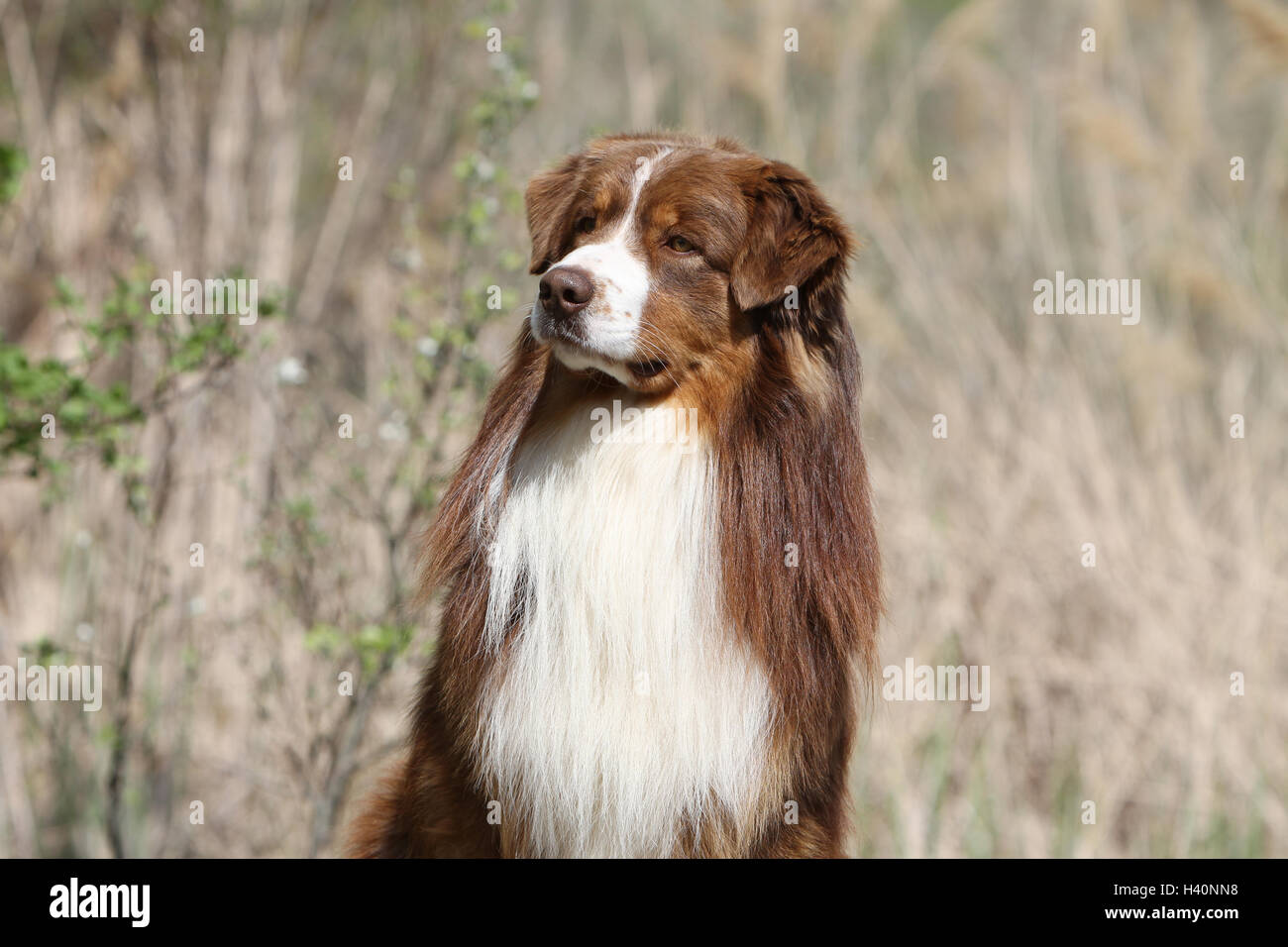 Cane pastore australiano / Aussie adulto ( rosso ) "berger Australien' ritratto naturale della natura Foto Stock
