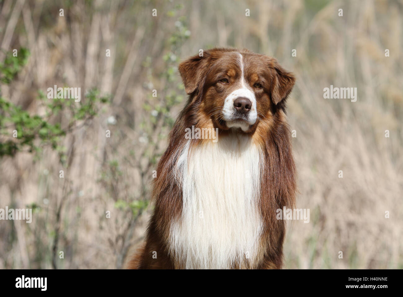 Cane pastore australiano / Aussie adulto ( rosso ) "berger Australien' ritratto naturale della natura Foto Stock