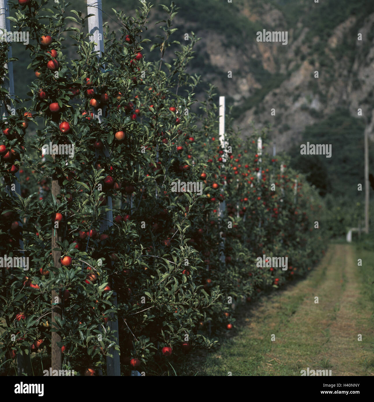 L'Italia, Alto Adige, Vintschgau, piantagione, apple-alberi, Europa, Sud, Europa, Repubblica Italiana, Italia settentrionale, Alto Adige, Val Venosta, agricoltura, economia, la coltivazione di alberi da frutto e alberi da frutto, piantagione del melo, piantagione di mele, frutta, frutta, mature Foto Stock