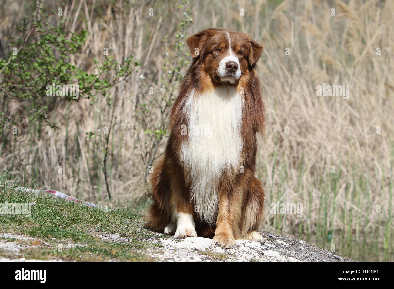 Cane pastore australiano / Aussie adulto ( rosso ) "berger Australien' sit, seduta, seduta sedile, naturale della natura Foto Stock