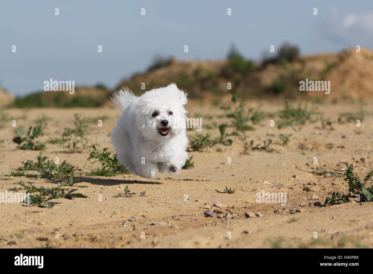 Cane Bichon Frise adulto in esecuzione per eseguire in spostare in faccia Foto Stock