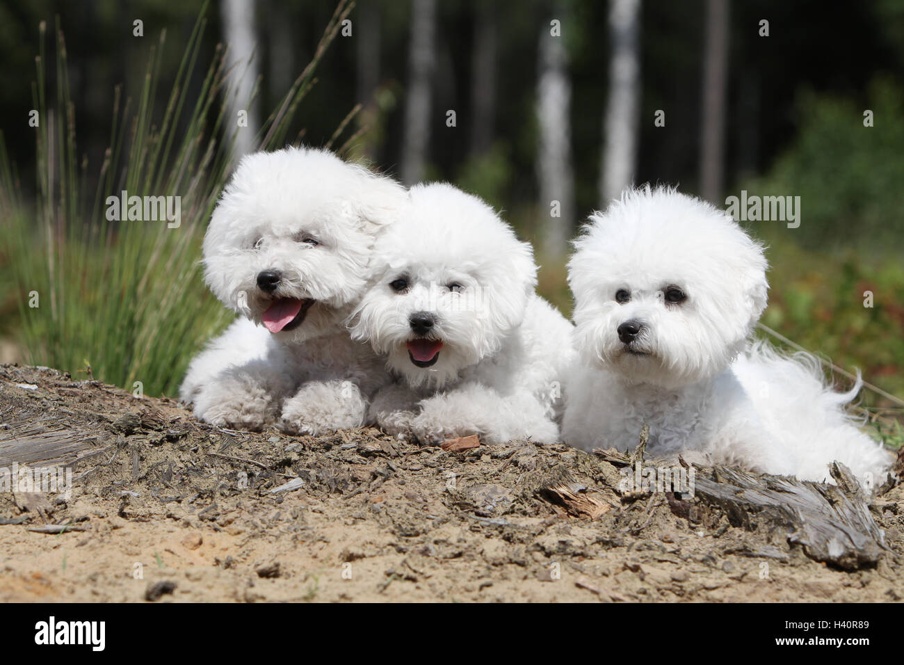 Cane Bichon Frise tre adulti sdraiati sull'erba 3 Foto Stock