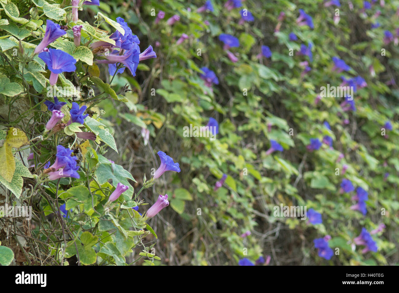 Ipomoea - gloria di mattina - blu - la copertura di una grande parete a Paxos, Grecia Foto Stock