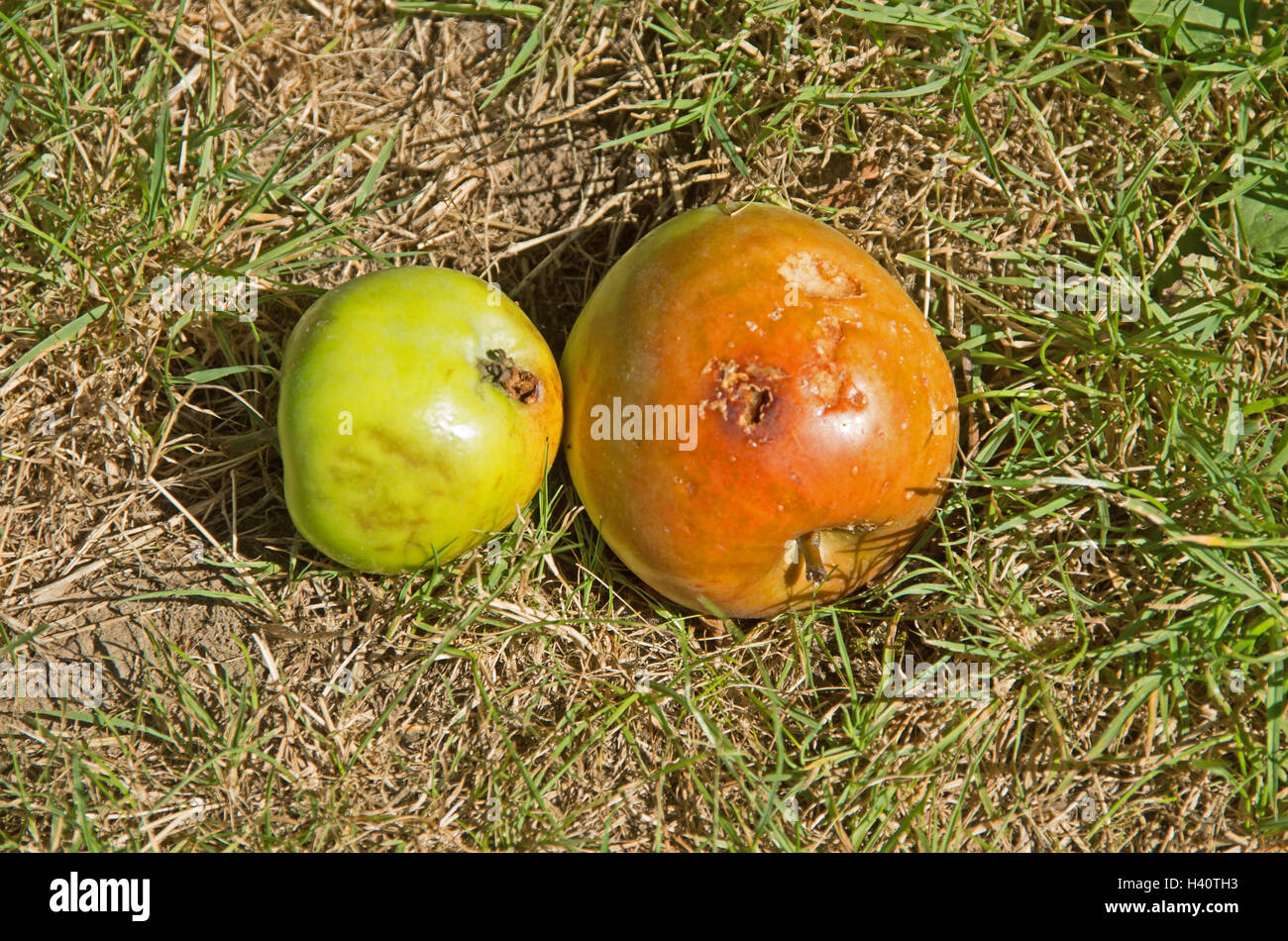 Mele marce sul terreno Foto Stock