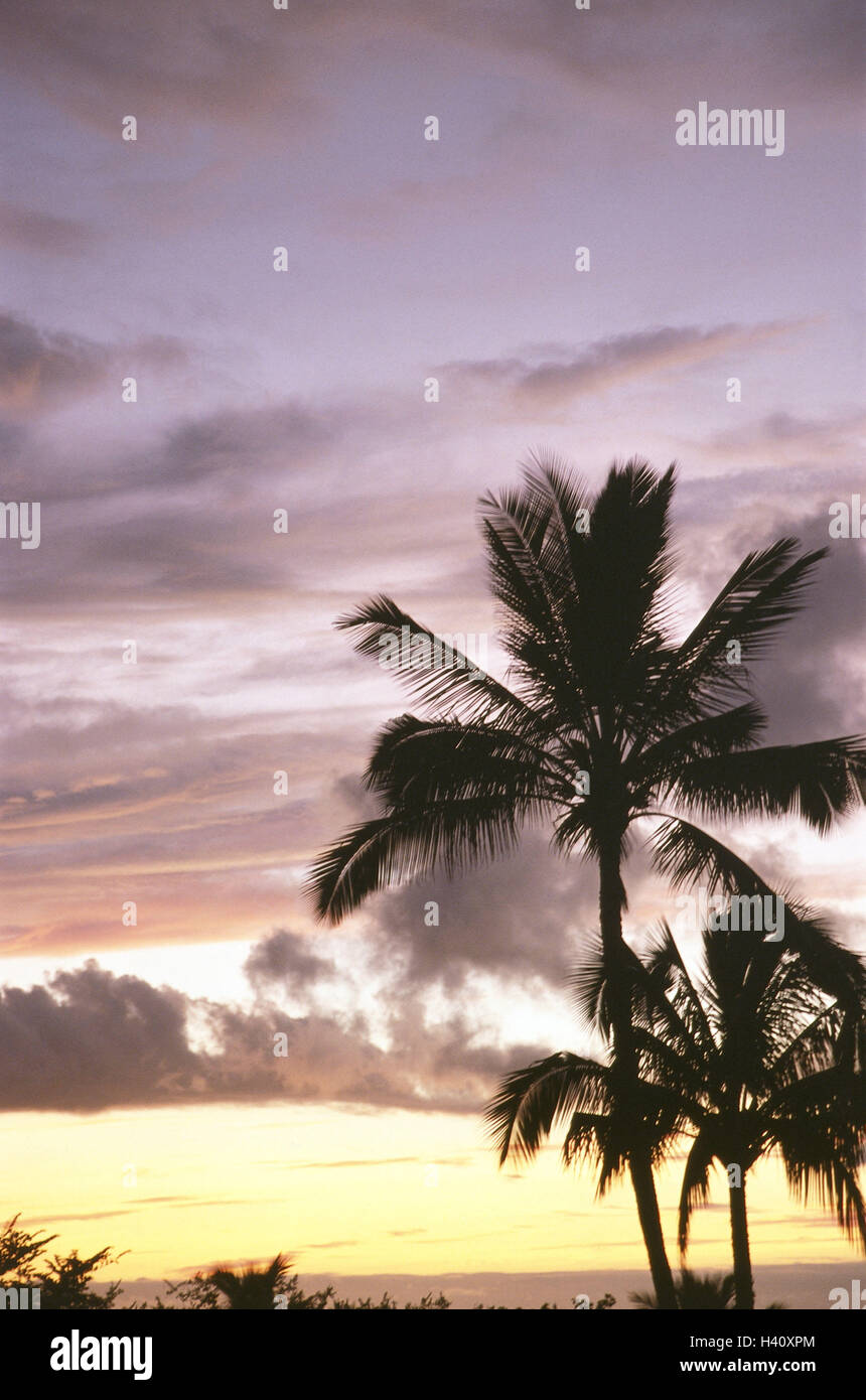 Gli Stati Uniti, Hawaii Maui, Palm Beach, tramonto, America, Hawaii isola, isola, spiaggia, palme, bellissimo nuvole, di post-incandescenza, romanticismo, il riposo, il silenzio, idillio, vacanza, una destinazione di vacanza Foto Stock