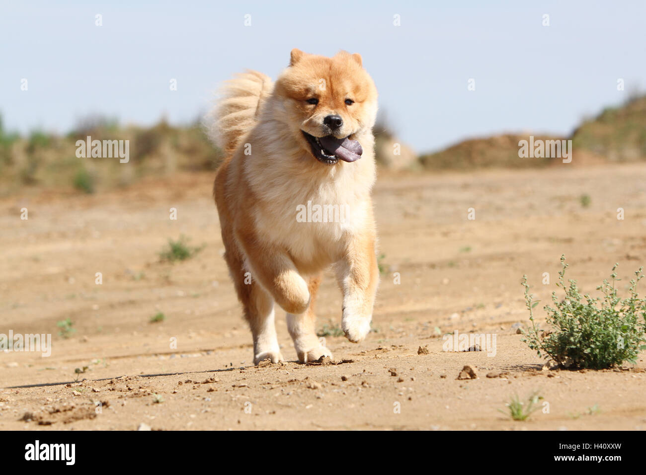 Cane Chow Chow Chow-chow rosso di cina crema viso stare in piedi per adulti cani adulti campo lion a piedi camminando eseguire in esecuzione per eseguire dune Foto Stock