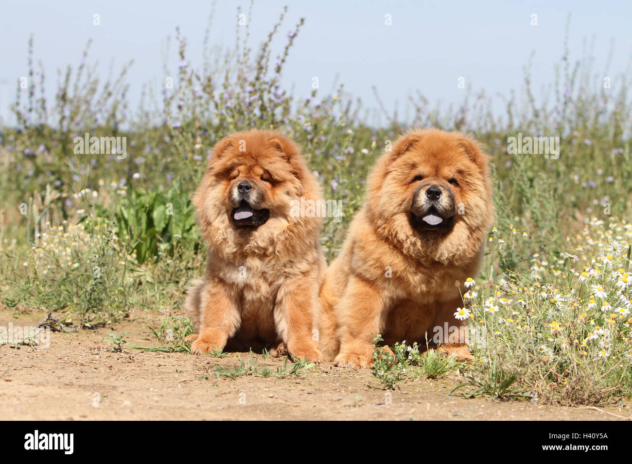 Cane Chow Chow Chow-chow due deux 2 cucciolo cuccioli crema rossa campo campo selvatico Foto Stock