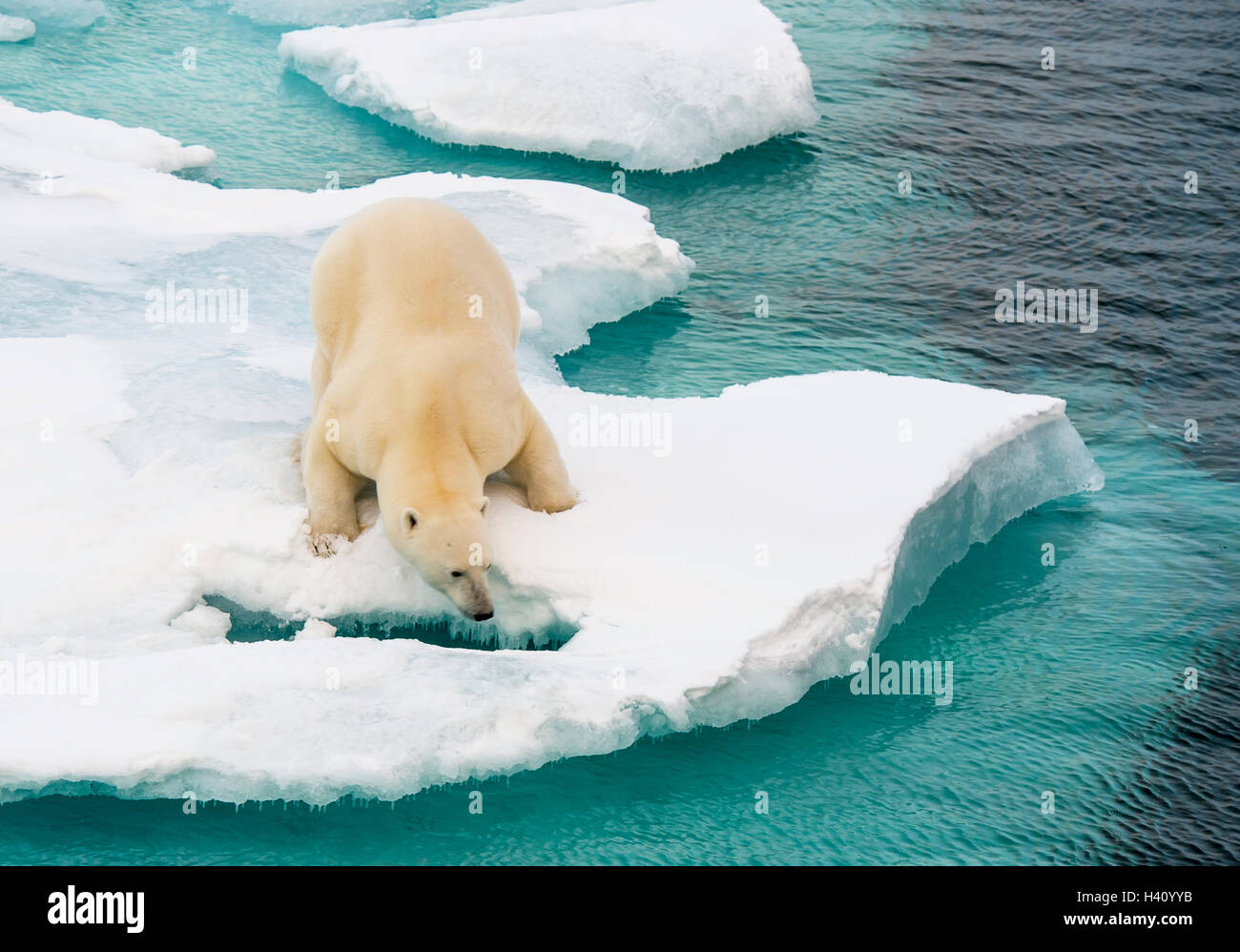 Orso polare camminando sul mare di ghiaccio Foto Stock