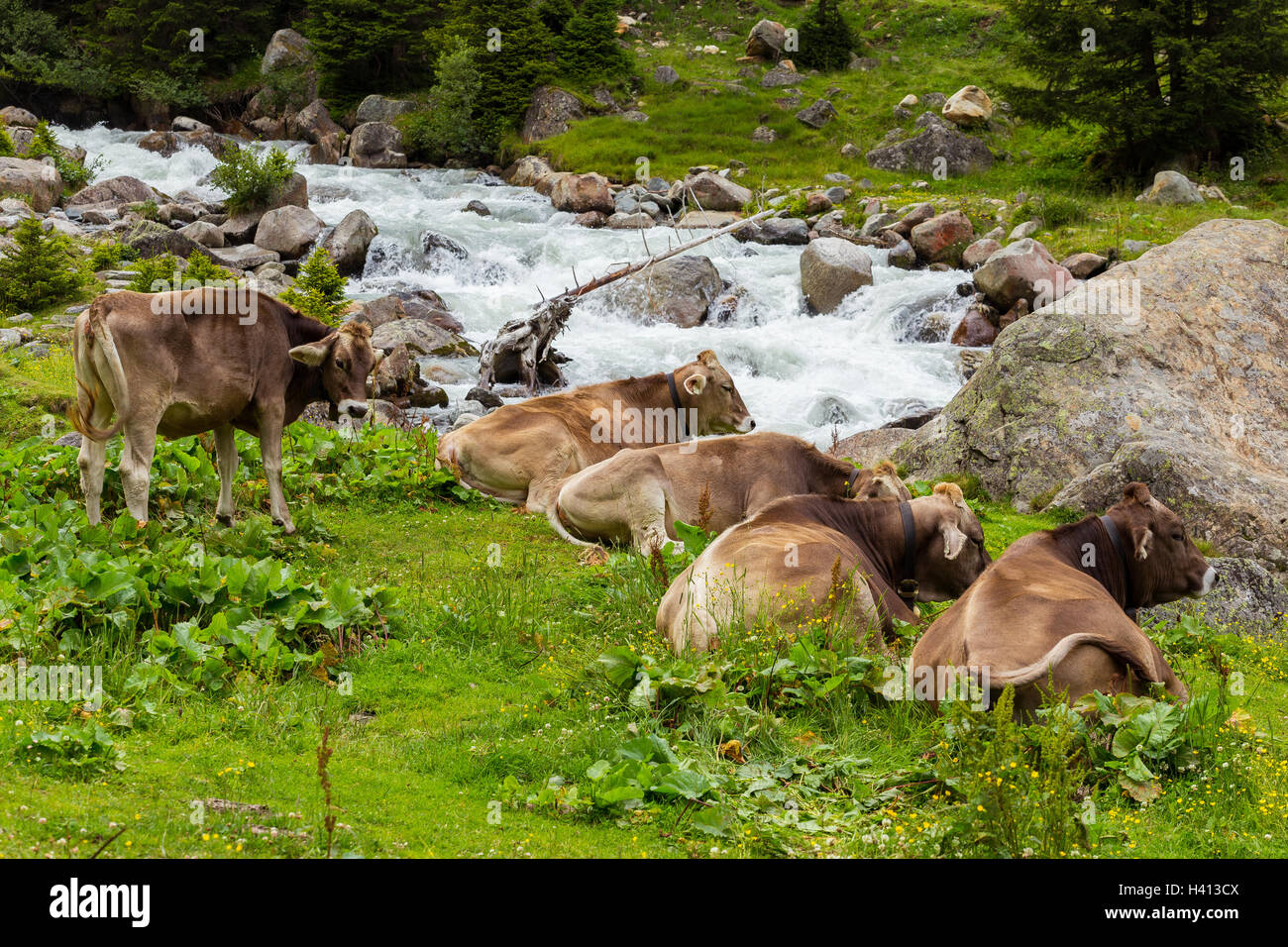Mucche al pascolo a riposo. Stubaier Alpen. Austria. Foto Stock