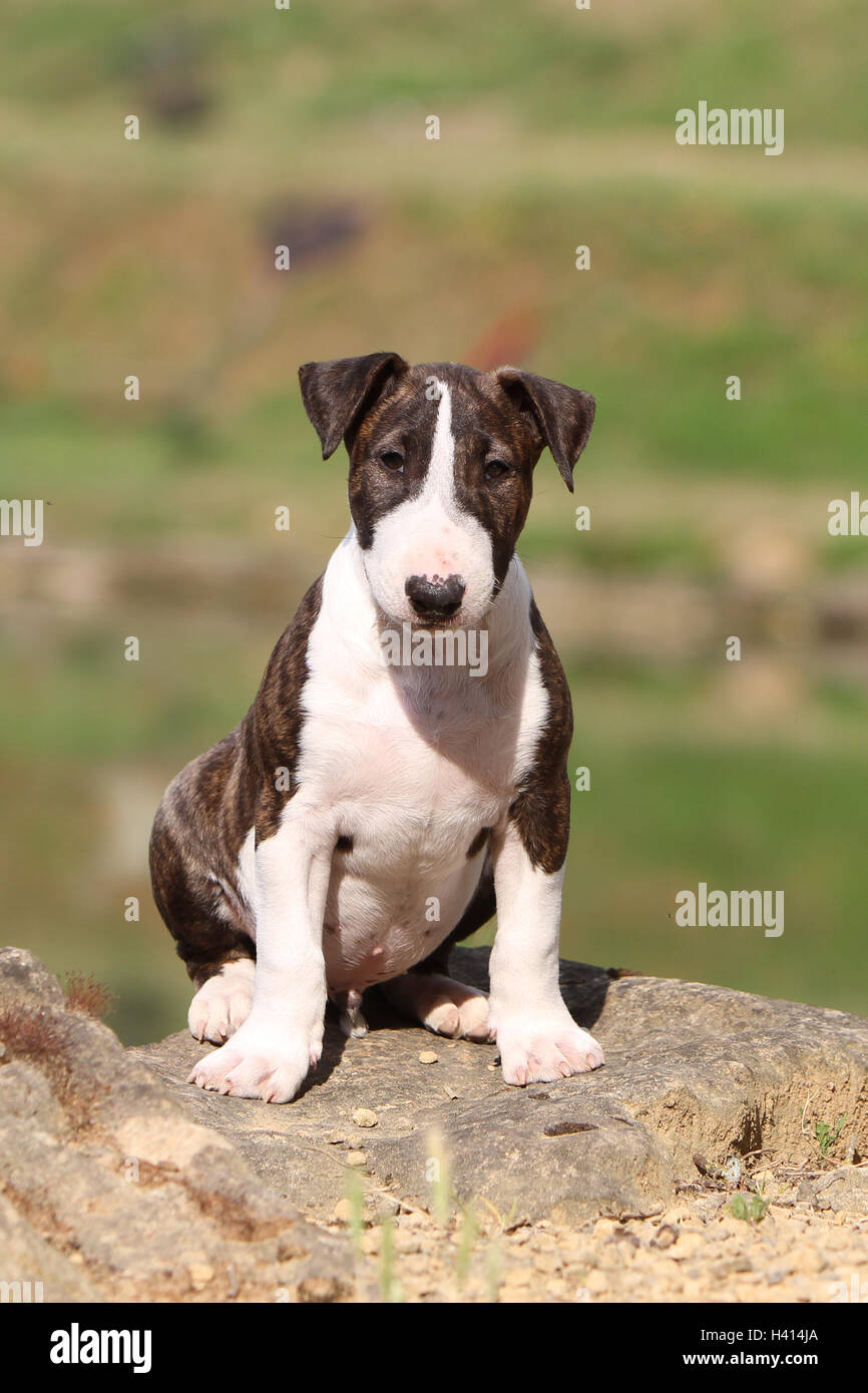 Cane inglese Bull Terrier / bully / Gladator cucciolo Foto Stock