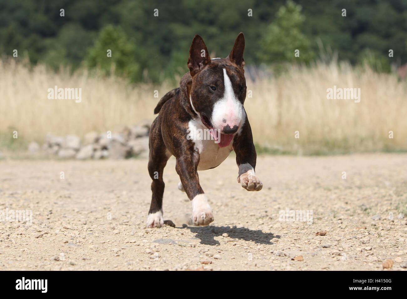 Cane inglese Bull Terrier / bully / Gladator brindle, mentre è in esecuzione la faccia attento ritratto Foto Stock