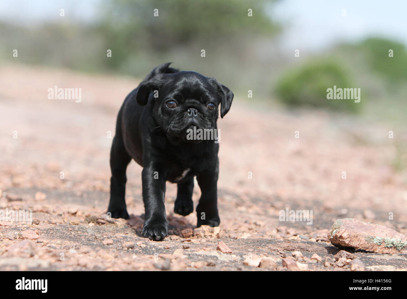 Cane Pug / Carlin / Mops cucciolo black rock permanente nel selvaggio Foto  stock - Alamy