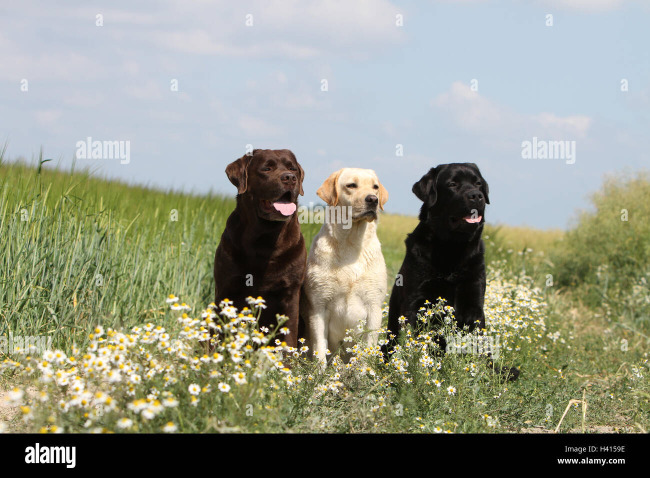 Cane Labrador retriever adulti due colori diversi (cioccolato, giallo e nero) seduto su un prato Foto Stock