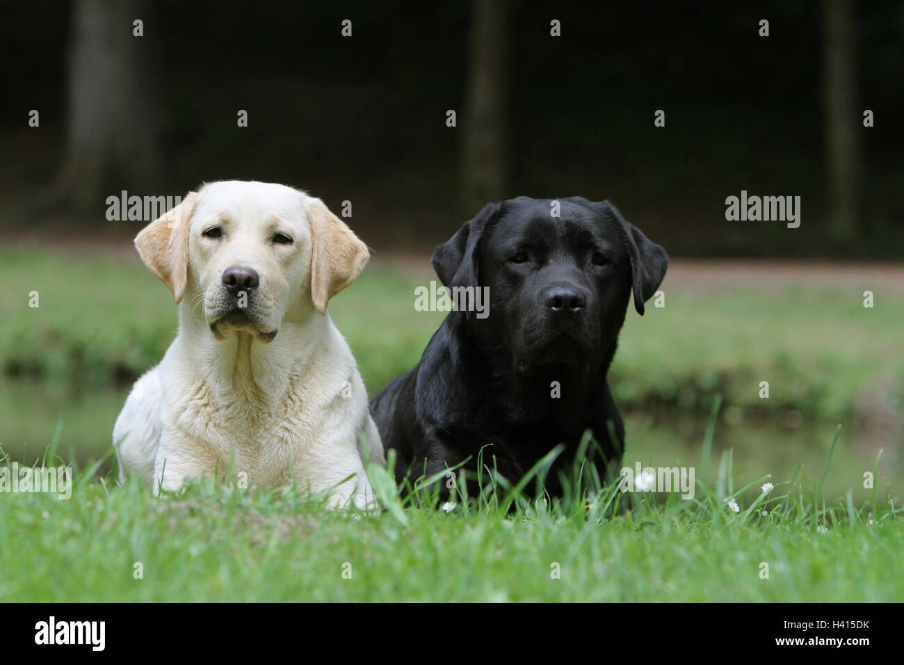 Cane Labrador Retriever due adulti (giallo e nero) giacenti in un campo di prato Foto Stock