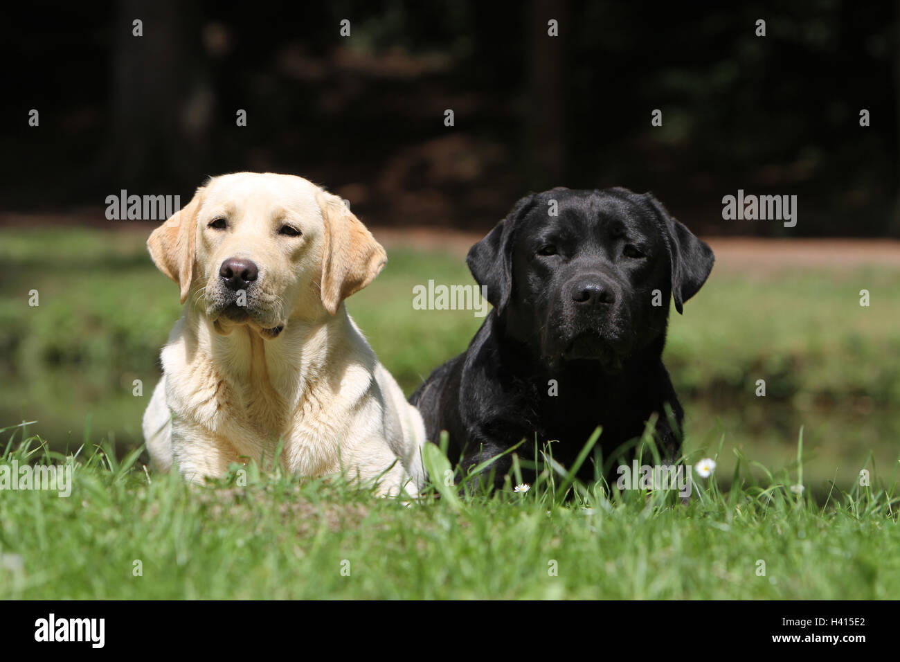 Cane Labrador Retriever due adulti (giallo e nero) giacenti in un prato Foto Stock