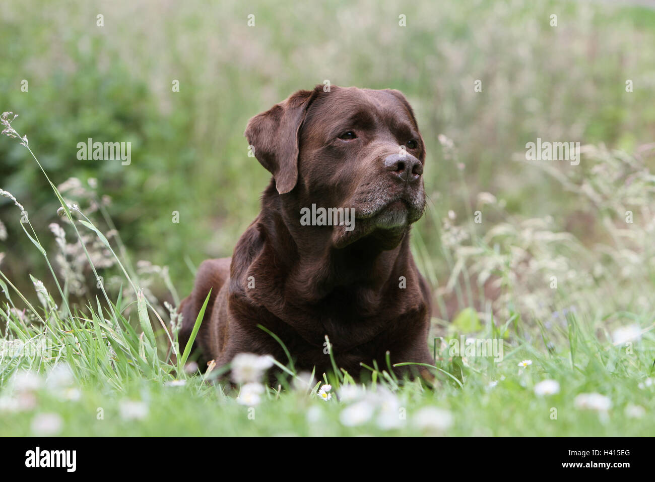 Cane Labrador retriever adulti (cioccolato) giacente Foto Stock