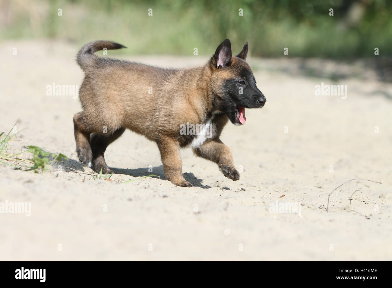 Cane pastore belga Malinois / cucciolo in piedi mentre il profilo di esecuzione Foto Stock