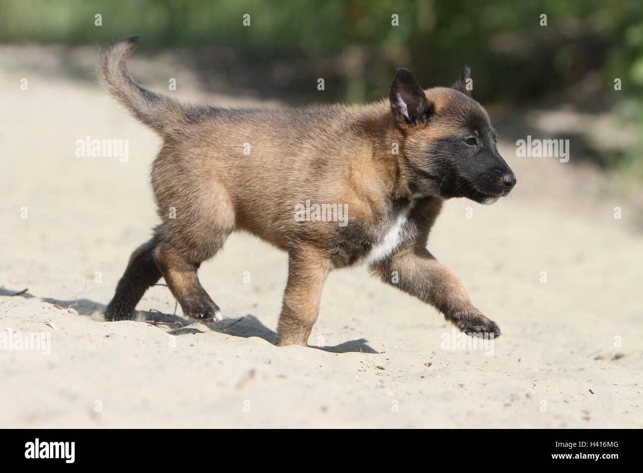 Cane pastore belga Malinois / cucciolo in piedi mentre il profilo di esecuzione Foto Stock
