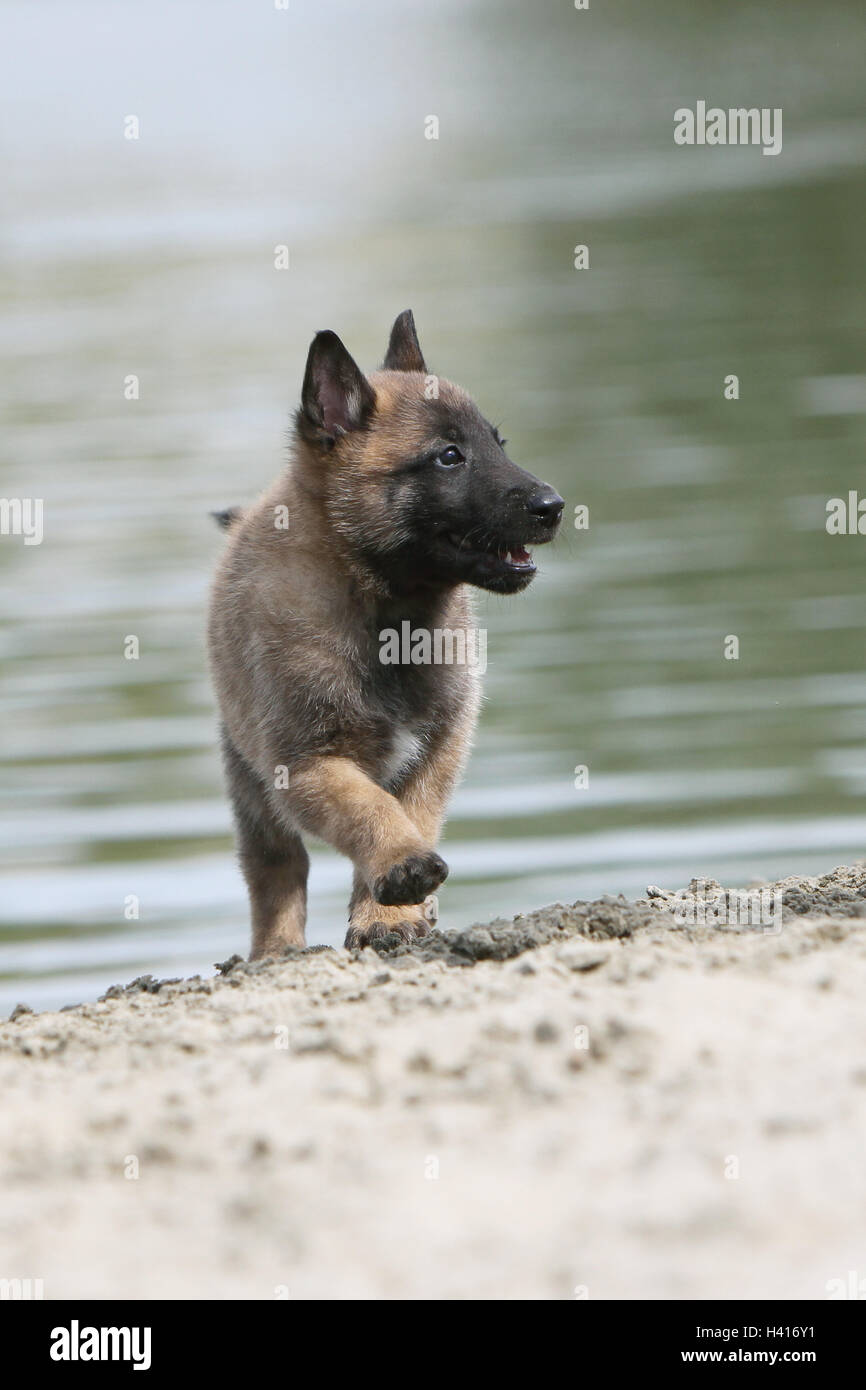 Cane pastore belga Malinois / cucciolo permanente al bordo di un laghetto mentre è in esecuzione Foto Stock