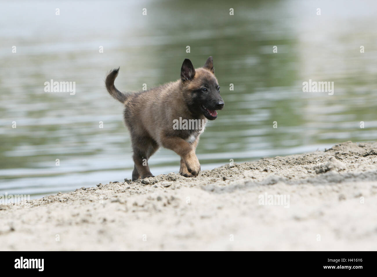 Cane pastore belga Malinois / cucciolo permanente al bordo di un laghetto mentre è in esecuzione Foto Stock