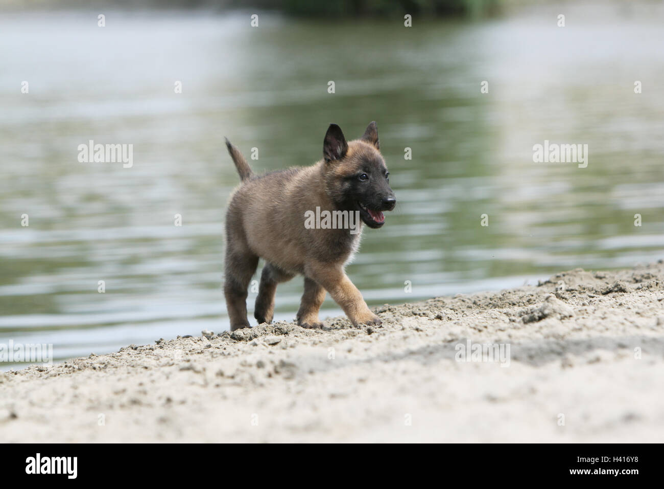 Cane pastore belga Malinois / cucciolo permanente al bordo di un laghetto mentre è in esecuzione Foto Stock