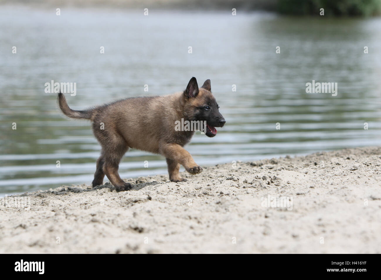 Cane pastore belga Malinois / cucciolo permanente al bordo di un laghetto mentre è in esecuzione Foto Stock