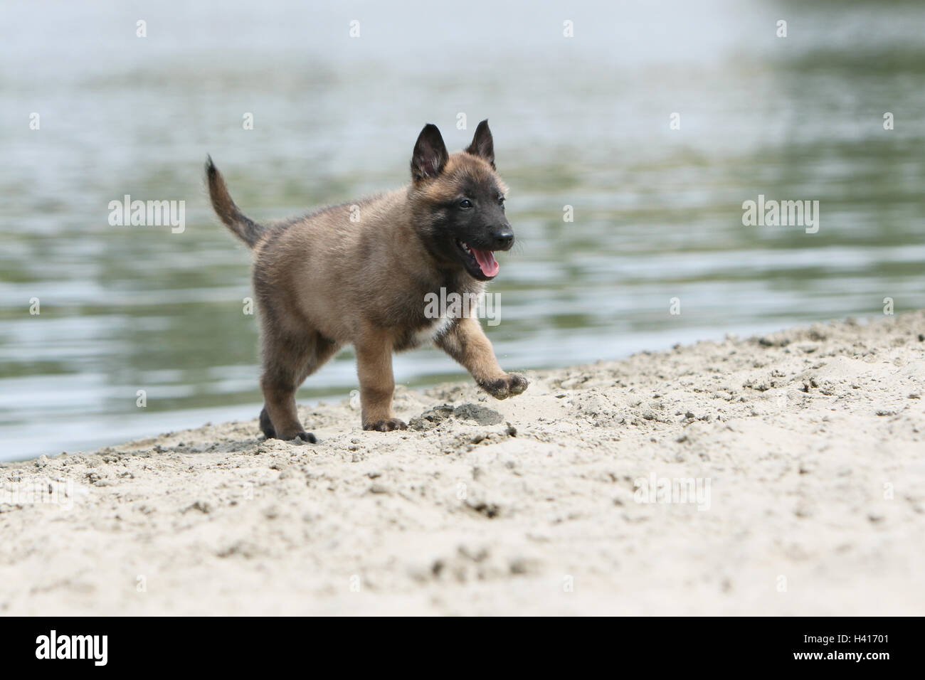 Cane pastore belga Malinois / cucciolo permanente al bordo di un laghetto mentre è in esecuzione Foto Stock