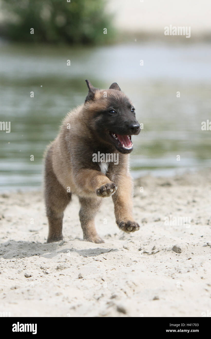 Cane pastore belga Malinois / cucciolo permanente al bordo di un laghetto mentre è in esecuzione Foto Stock