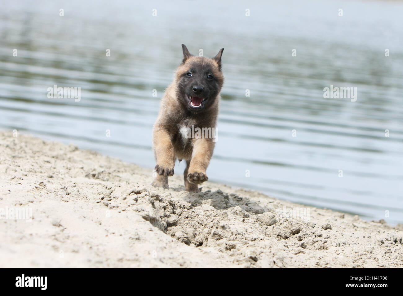 Cane pastore belga Malinois / cucciolo permanente al bordo di un laghetto mentre è in esecuzione Foto Stock
