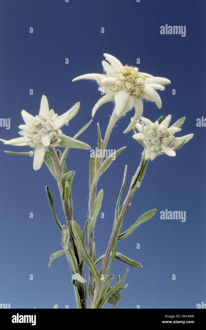 Edelweiss, Leontopodium alpinum, piante, fiori, Körbchenblütler,  Asteraceae, alp edelweiss, edelweiss blossoms, fiorisce, bianco, studio  Foto stock - Alamy