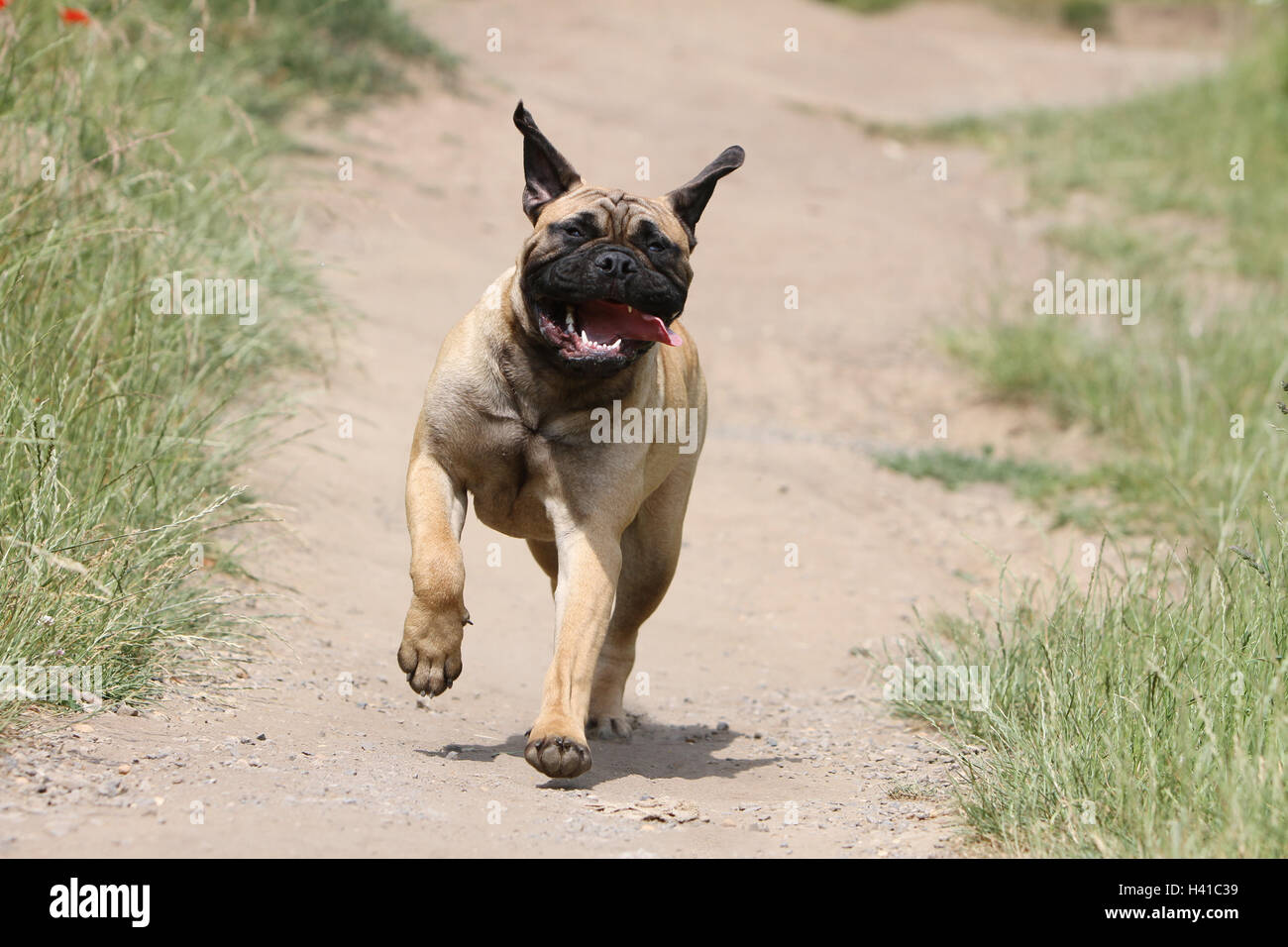 Bullmastiff cane / adulti in esecuzione in un prato Foto Stock