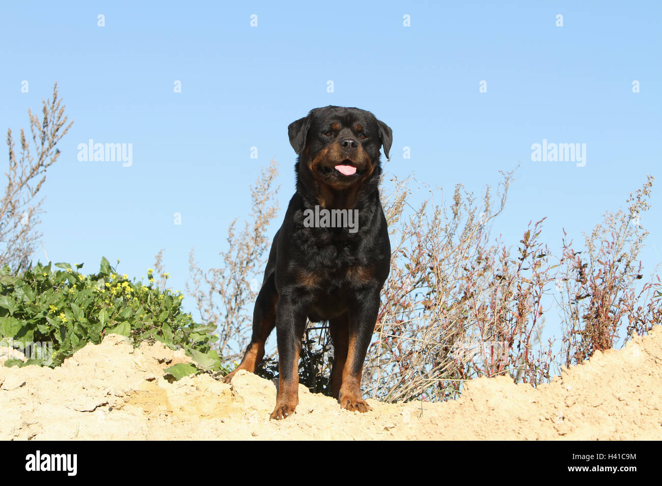 Cane Rottweiler Foto Stock