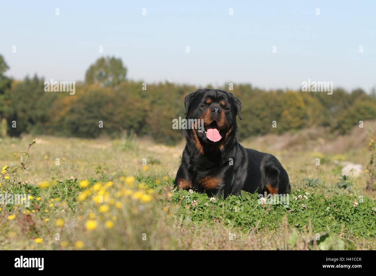 Cane Rottweiler Foto Stock
