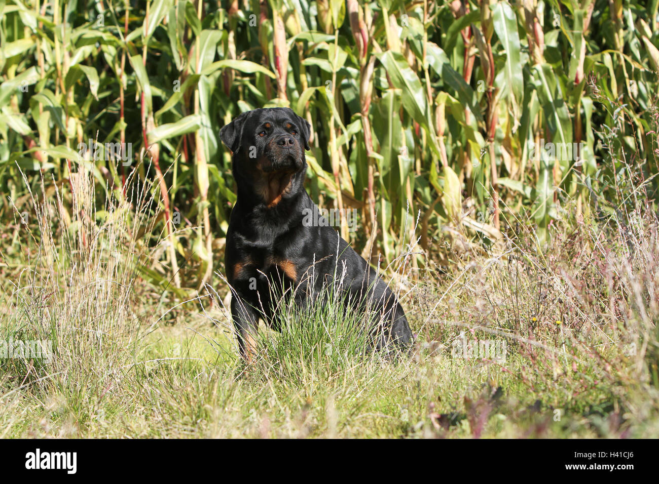 Cane Rottweiler adulto seduto prima cornfield Foto Stock