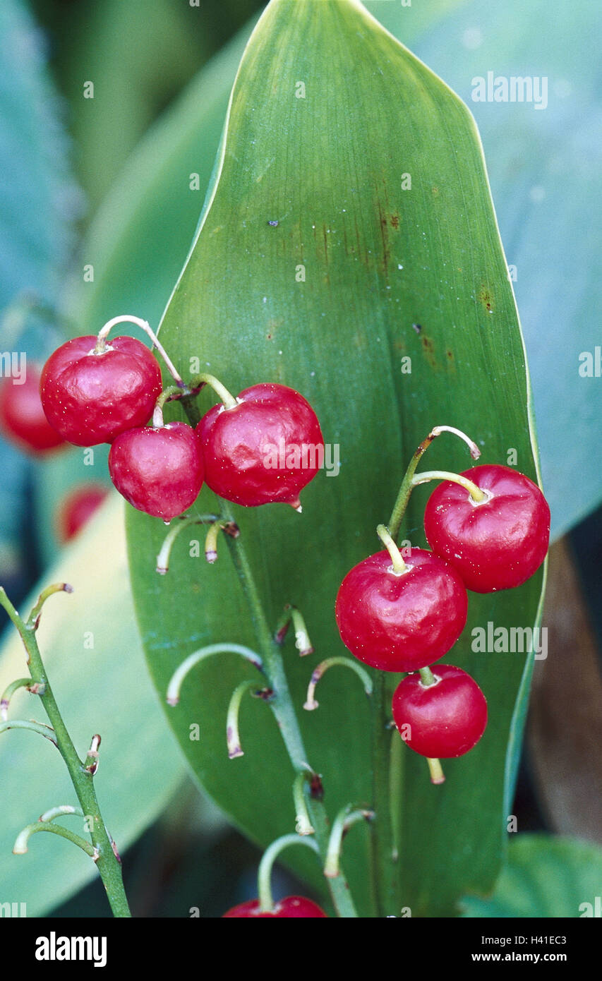 Gigli della valle, convallaria majalis, frutti rossi, natura, vegetazione, botanica, piante, fiori, piante ornamentali, pianta coltivata, giardino piante ornamentali, protetto, può fiore, poco possono rose, può morsetti, Lily impianto, tossico, bacche Foto Stock